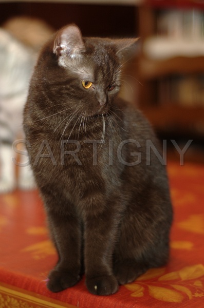 BRITISH SHORTHAIR 039.jpg